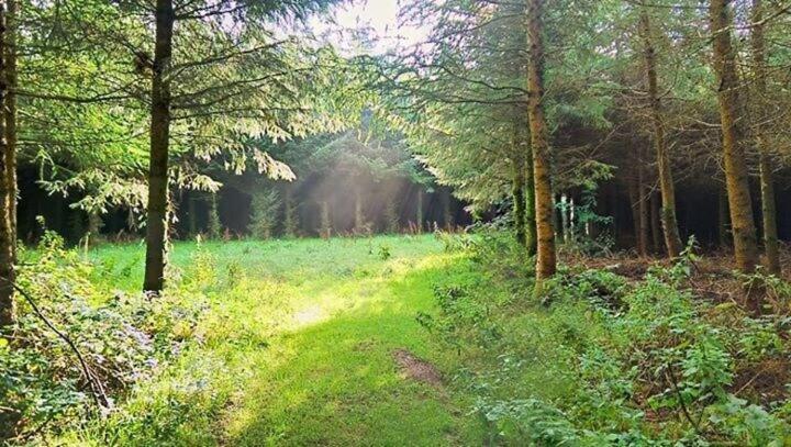 Lobhill Farmhouse Bed And Breakfast And Self Catering Accommodation Okehampton Bilik gambar