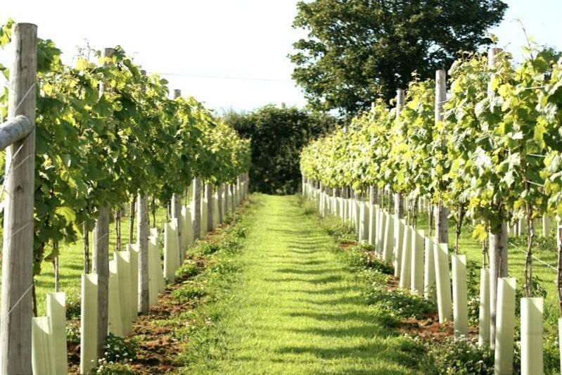 Lobhill Farmhouse Bed And Breakfast And Self Catering Accommodation Okehampton Bilik gambar