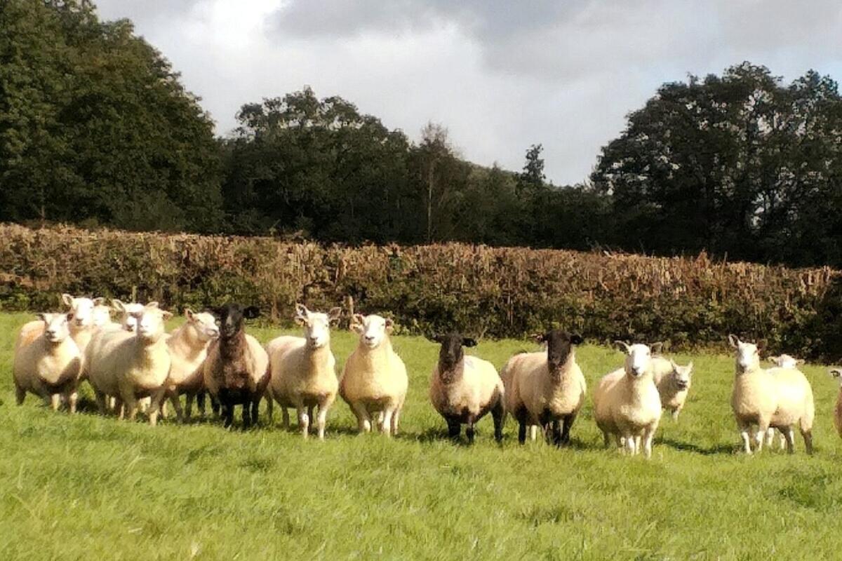 Lobhill Farmhouse Bed And Breakfast And Self Catering Accommodation Okehampton Bilik gambar