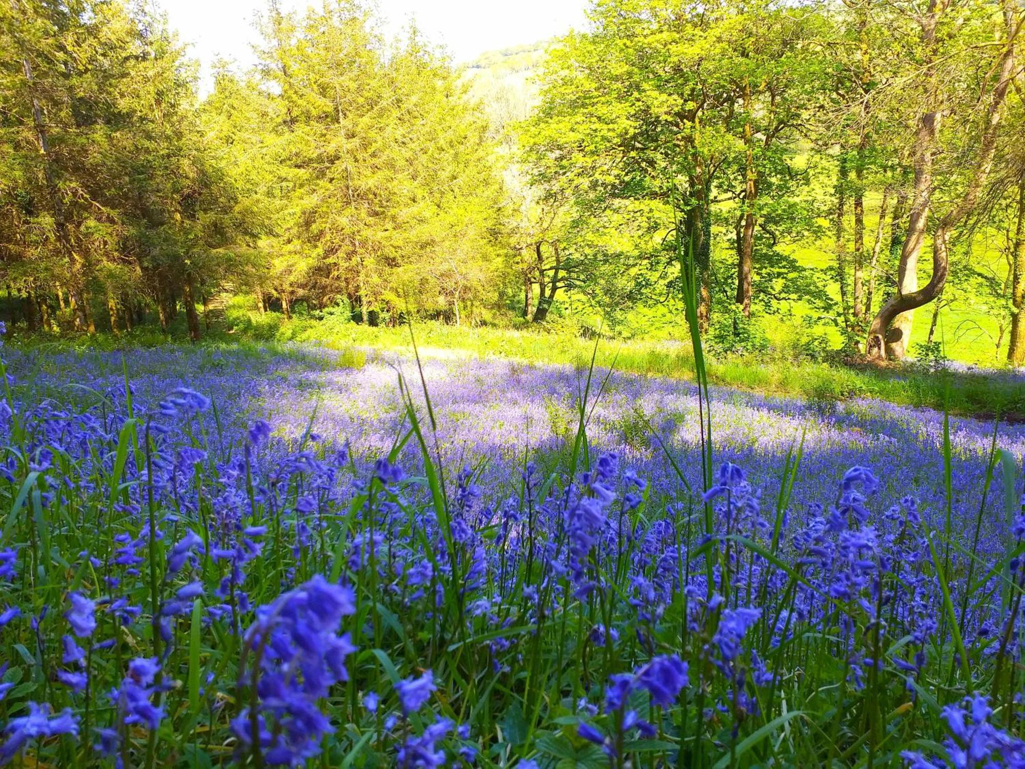 Lobhill Farmhouse Bed And Breakfast And Self Catering Accommodation Okehampton Luaran gambar